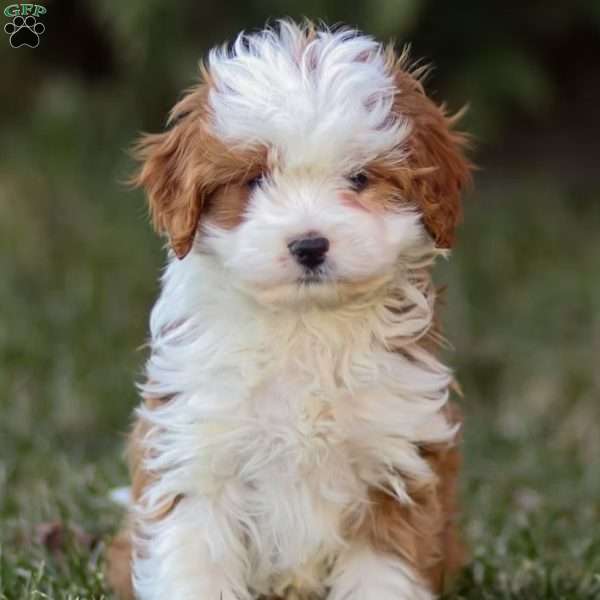 Teddy, Cavapoo Puppy